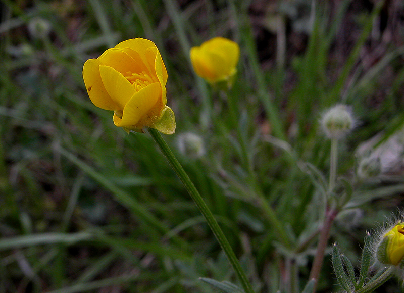 Ranunculus 1